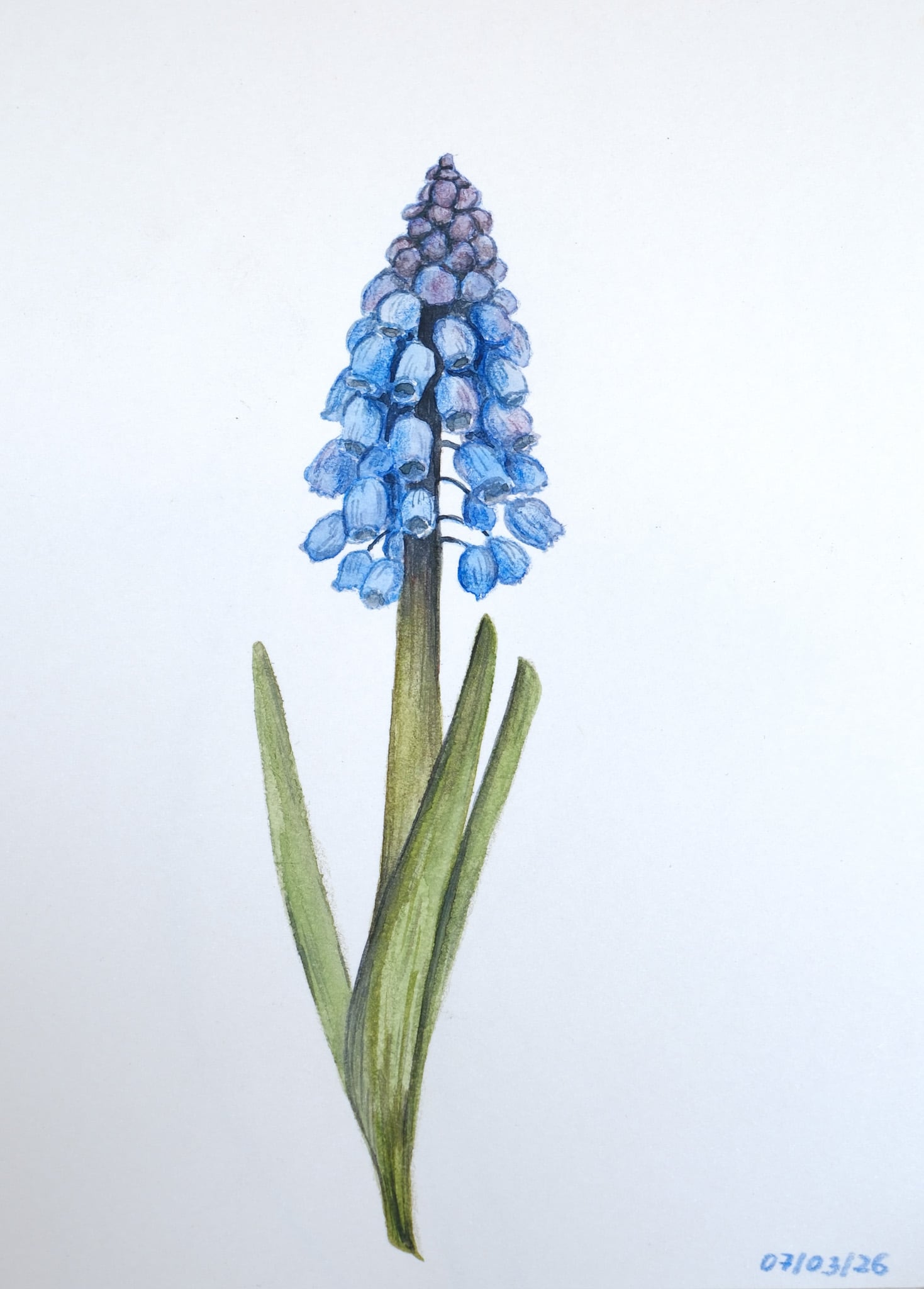 Muscari Watercolor Painting – Blue Grape Hyacinth Botanical Art by Aduk Art