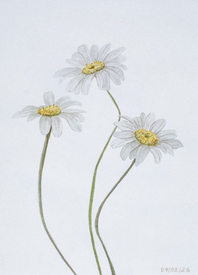 Watercolor painting of three chamomile flowers with pale white petals and yellow centers on a white background.