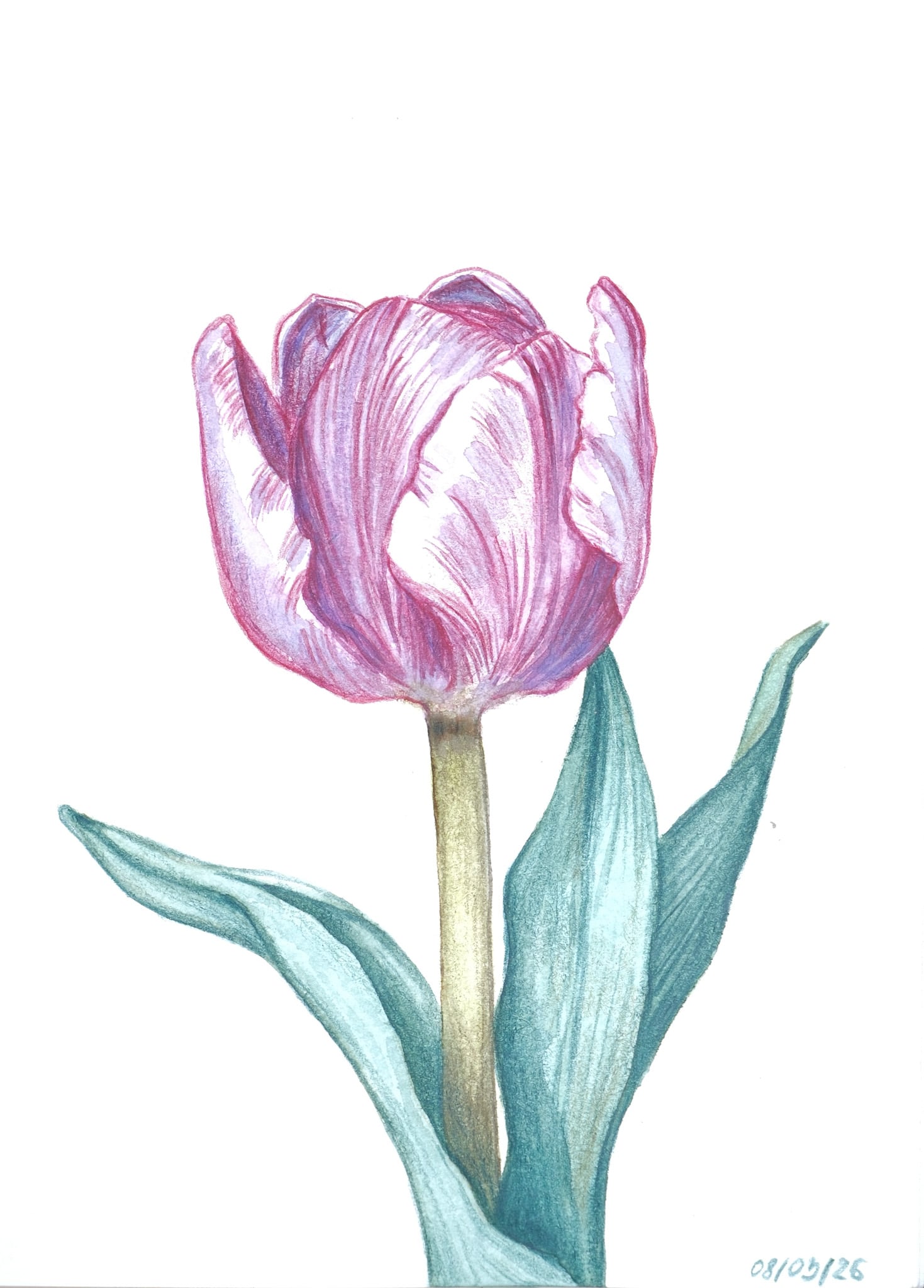 Pink Tulip Watercolor Painting – Minimal Botanical Art by Aduk Art
