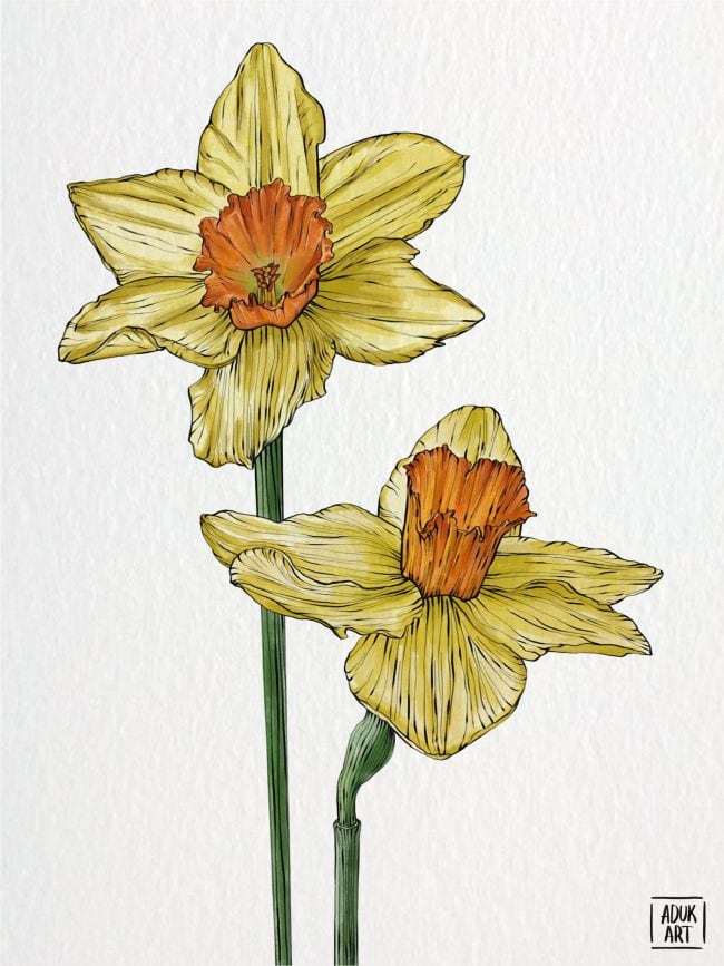 Yellow daffodil flowers with orange trumpet centers illustrated in watercolor style on textured background.