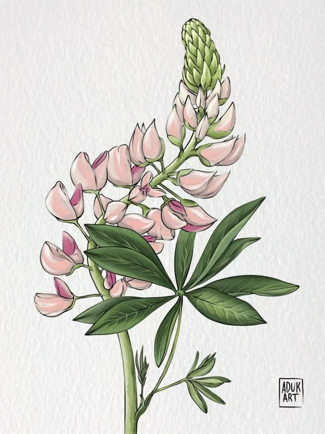 Lupine flower illustration with soft pink blossoms, green leaves, and vertical stem in watercolor style on textured background.